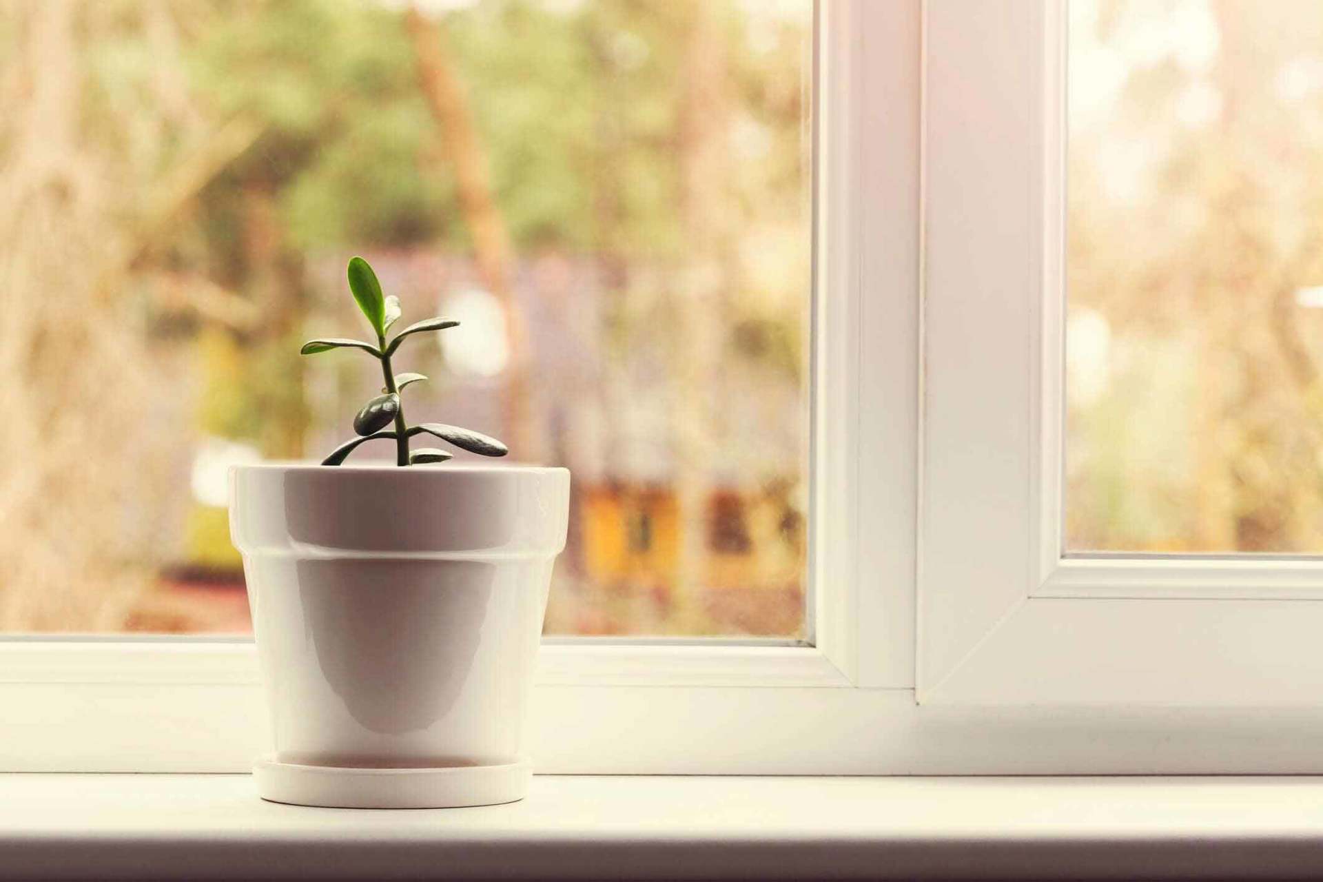 Indoor crassula plant in pot on window sill - Vinyl Window in Passaic, NJ Indoor crassula plant in pot on window sill - Vinyl Window in Passaic, NJ