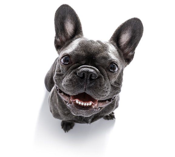 Dog Boarding — Happy Dog in Baton Rouge, LA Dog Boarding — Happy Dog in Baton Rouge, LA