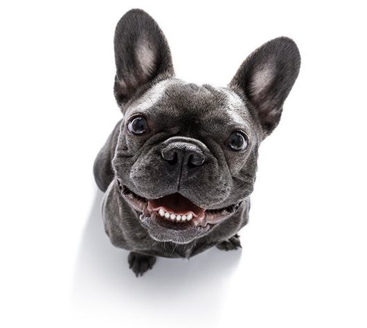 Dog Boarding — Happy Dog in Baton Rouge, LA Dog Boarding — Happy Dog in Baton Rouge, LA