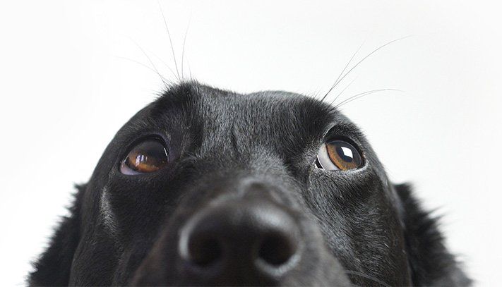 Dog Sitting — Dog Looking Up in Baton Rouge, LA Dog Sitting — Dog Looking Up in Baton Rouge, LA