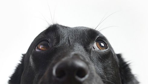 Dog Sitting — Dog Looking Up in Baton Rouge, LA Dog Sitting — Dog Looking Up in Baton Rouge, LA