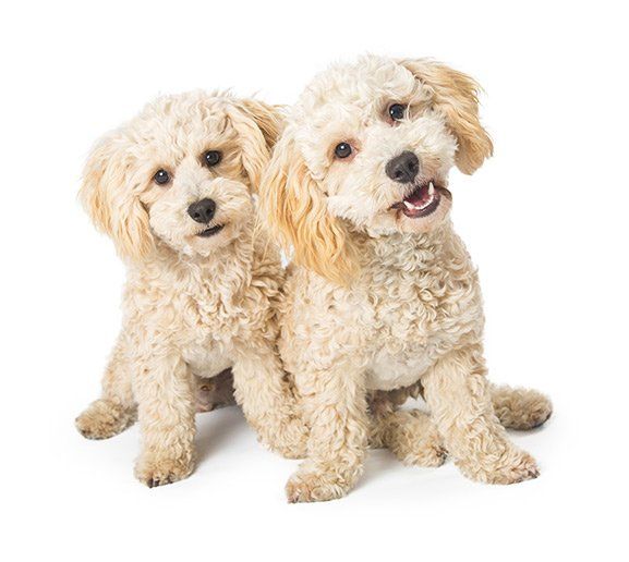 Dog Caring — Two Dog in Baton Rouge, LA