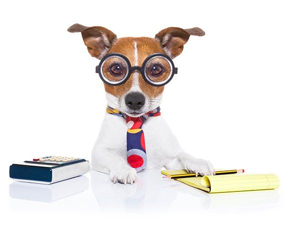 Dog Wearing Glasses — Doggie Boarding in Baton Rouge, LA Dog Wearing Glasses — Doggie Boarding in Baton Rouge, LA