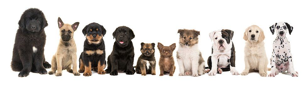 Pet sitters — Cute Dogs in Baton Rouge, LA Pet sitters — Cute Dogs in Baton Rouge, LA