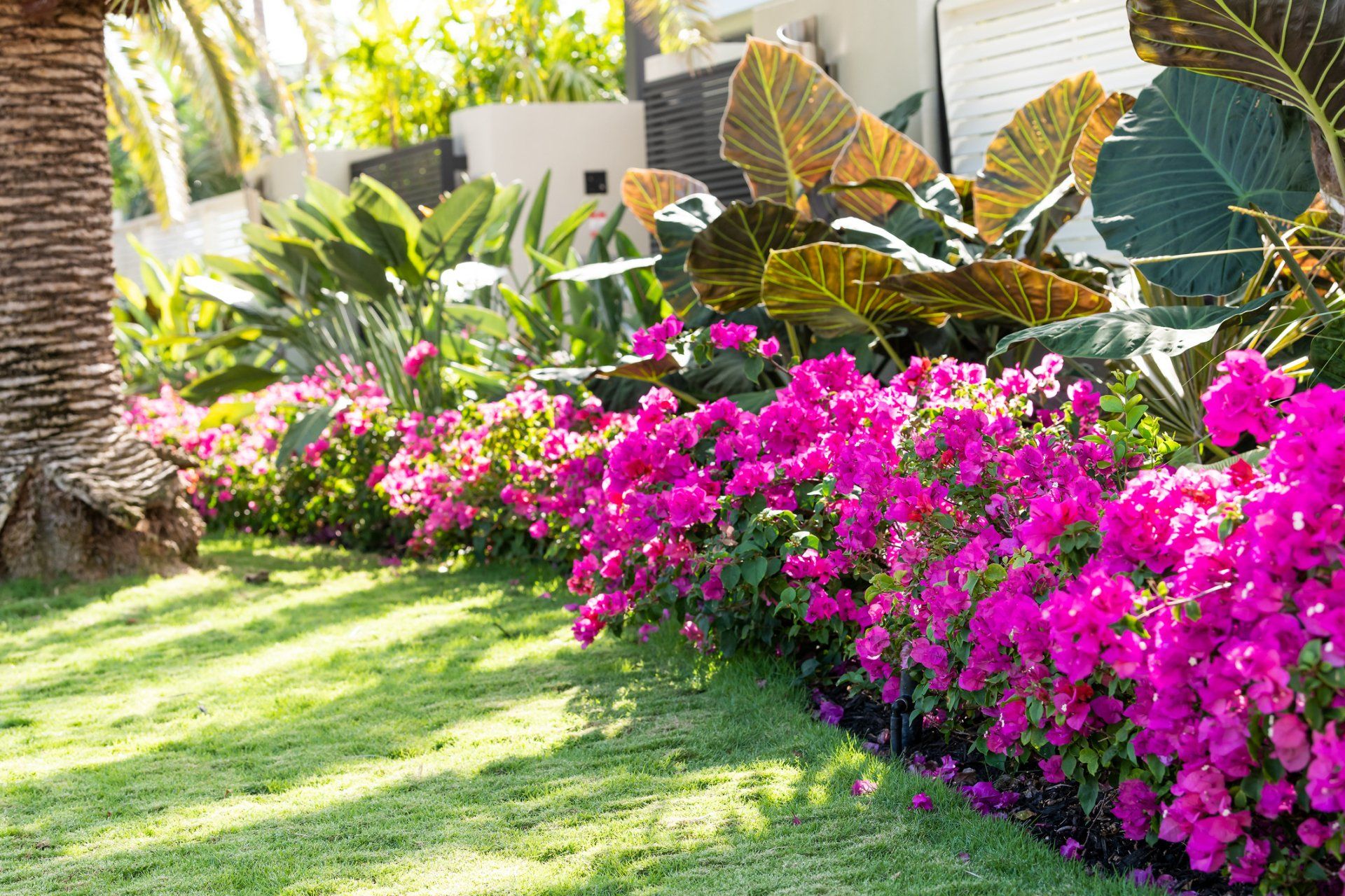 Landscaping Bushes — Bonita Springs, FL — Saint John Pro Irrigation and Landscaping Services Landscaping Bushes — Bonita Springs, FL — Saint John Pro Irrigation and Landscaping Services