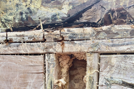 Mold Removal