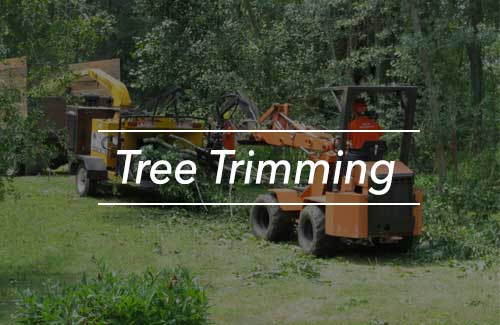 Tree Service Erie, PA