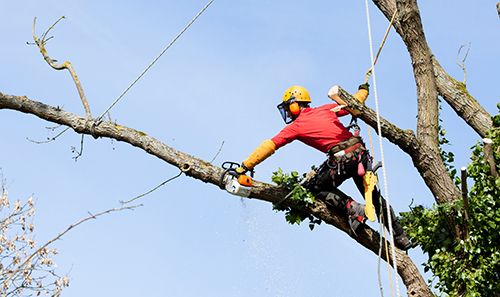 tree trimming Meadville, PA