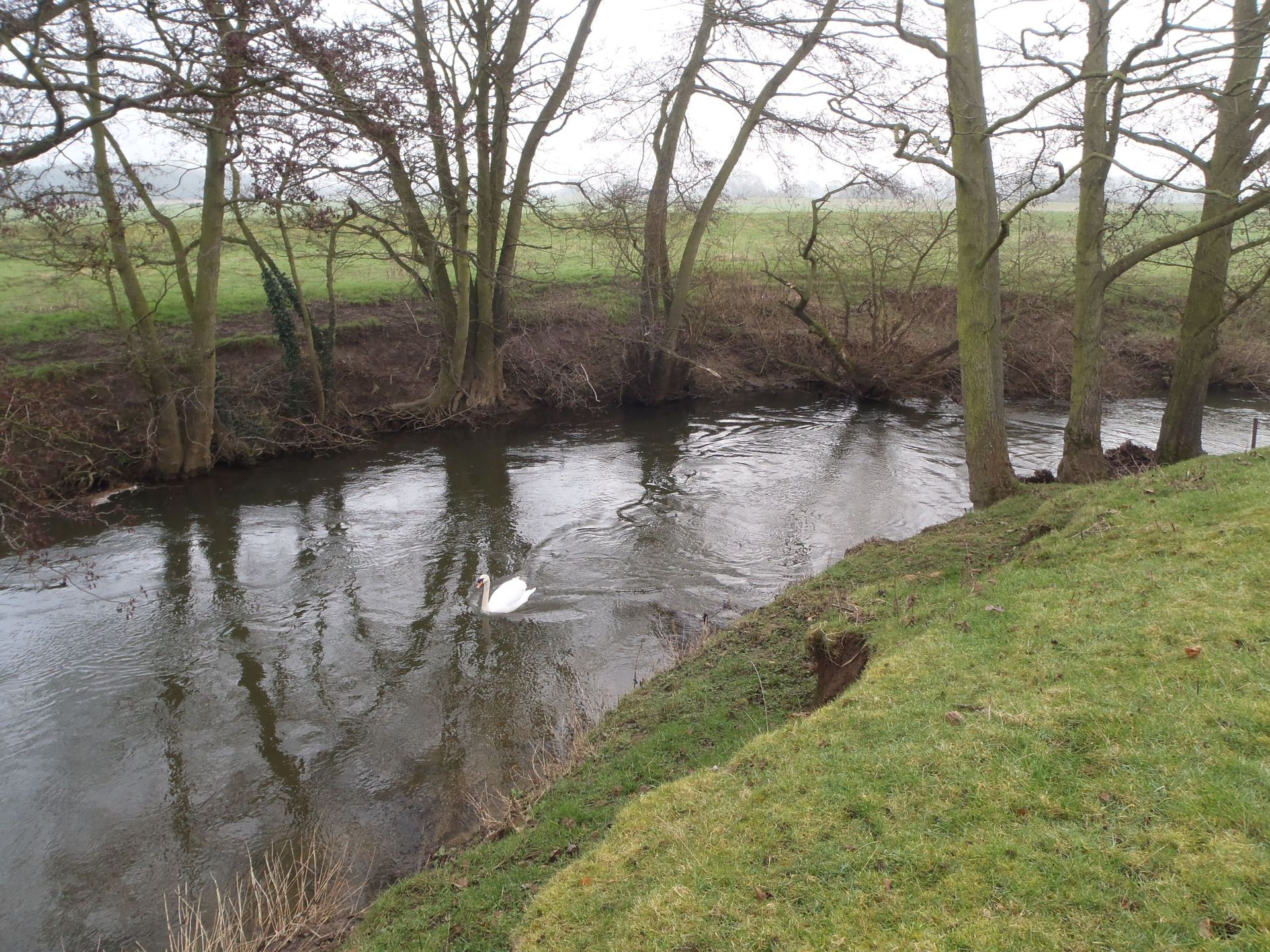 A swan is swimming in a river surrounded by trees.