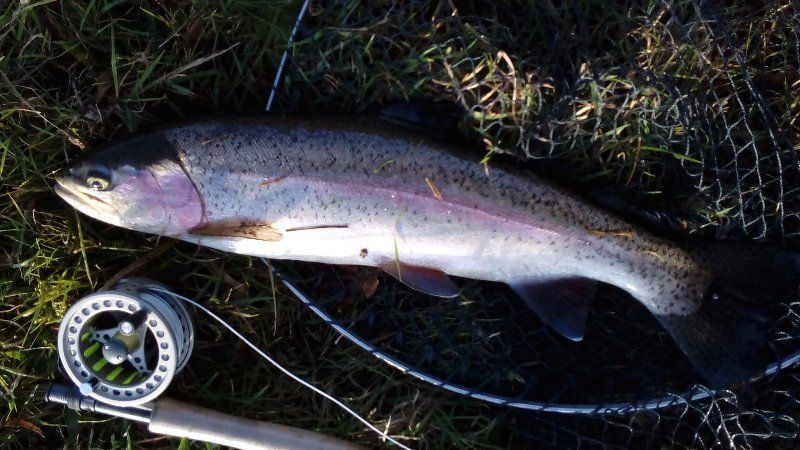 A rainbow trout is laying on top of a fishing net next to a fishing rod.