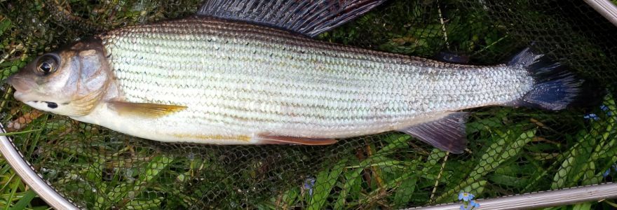 A small fish is laying on the grass next to a fishing net.