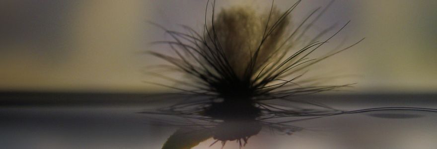 A close up of a feather on a table.