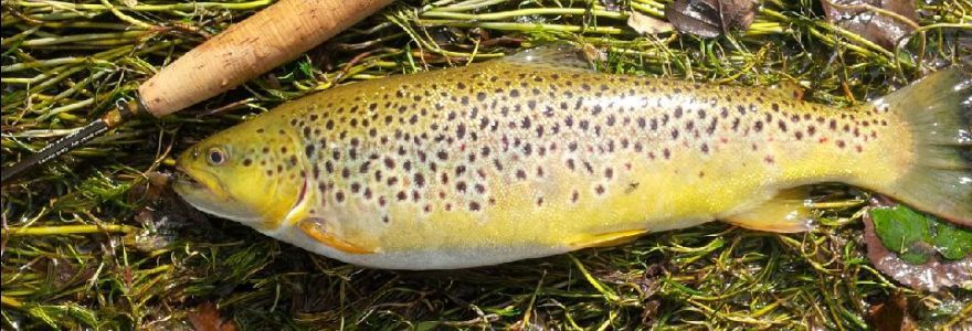 A brown trout is laying on the grass next to a stick.