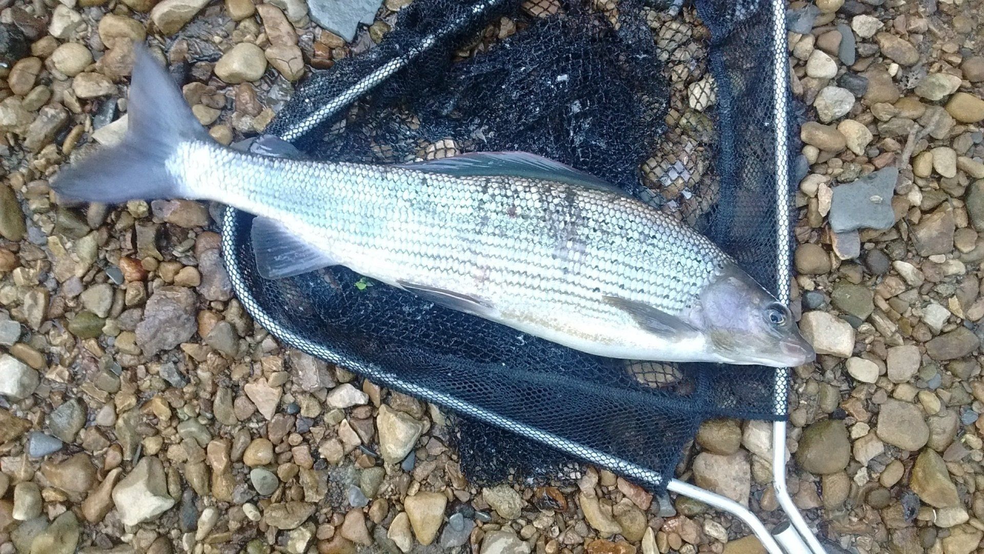 A fish is laying on top of a fishing net on a rocky beach.