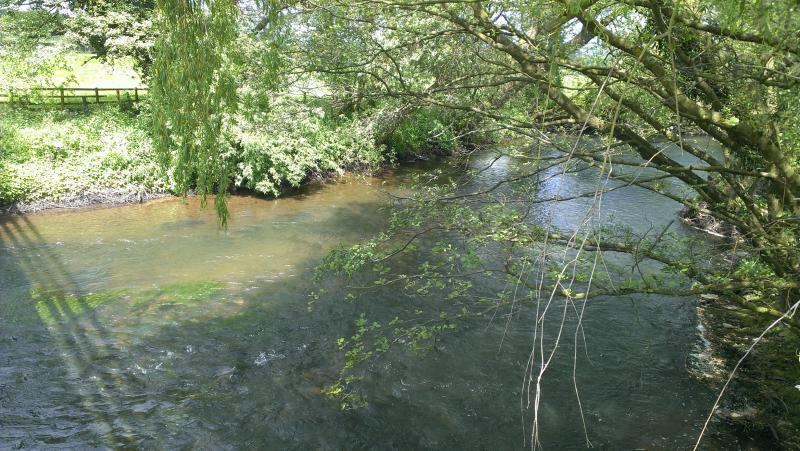 A river surrounded by trees and grass with a bridge in the background.