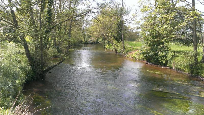 A river surrounded by trees and grass in the middle of a forest.