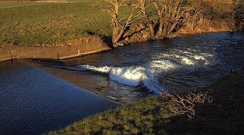 A river flowing through a lush green field with trees on the shore.