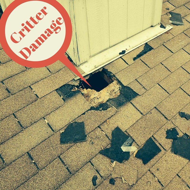 Roof Critter Damage by Austin Roofing and Construction