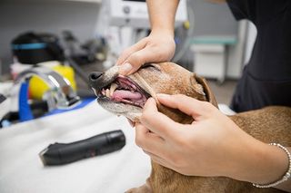 Thorough In-House Lab Work for Pets in Ponte Vedra Beach Thorough In-House Lab Work for Pets in Ponte Vedra Beach