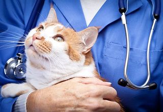 Diagnosing & Treating Cat & Dog Obesity in Ponte Vedra Beach Diagnosing & Treating Cat & Dog Obesity in Ponte Vedra Beach