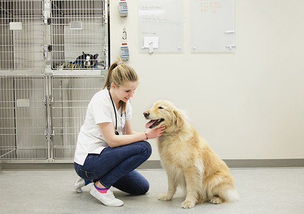 Common Non-Core Vaccines for Dogs and When They Might Be Needed