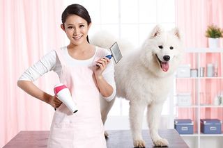 Stylishly Grooming Dogs in Ponte Vedra Beach Stylishly Grooming Dogs in Ponte Vedra Beach