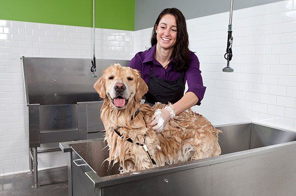 Dog Nutrition for a Healthy Coat