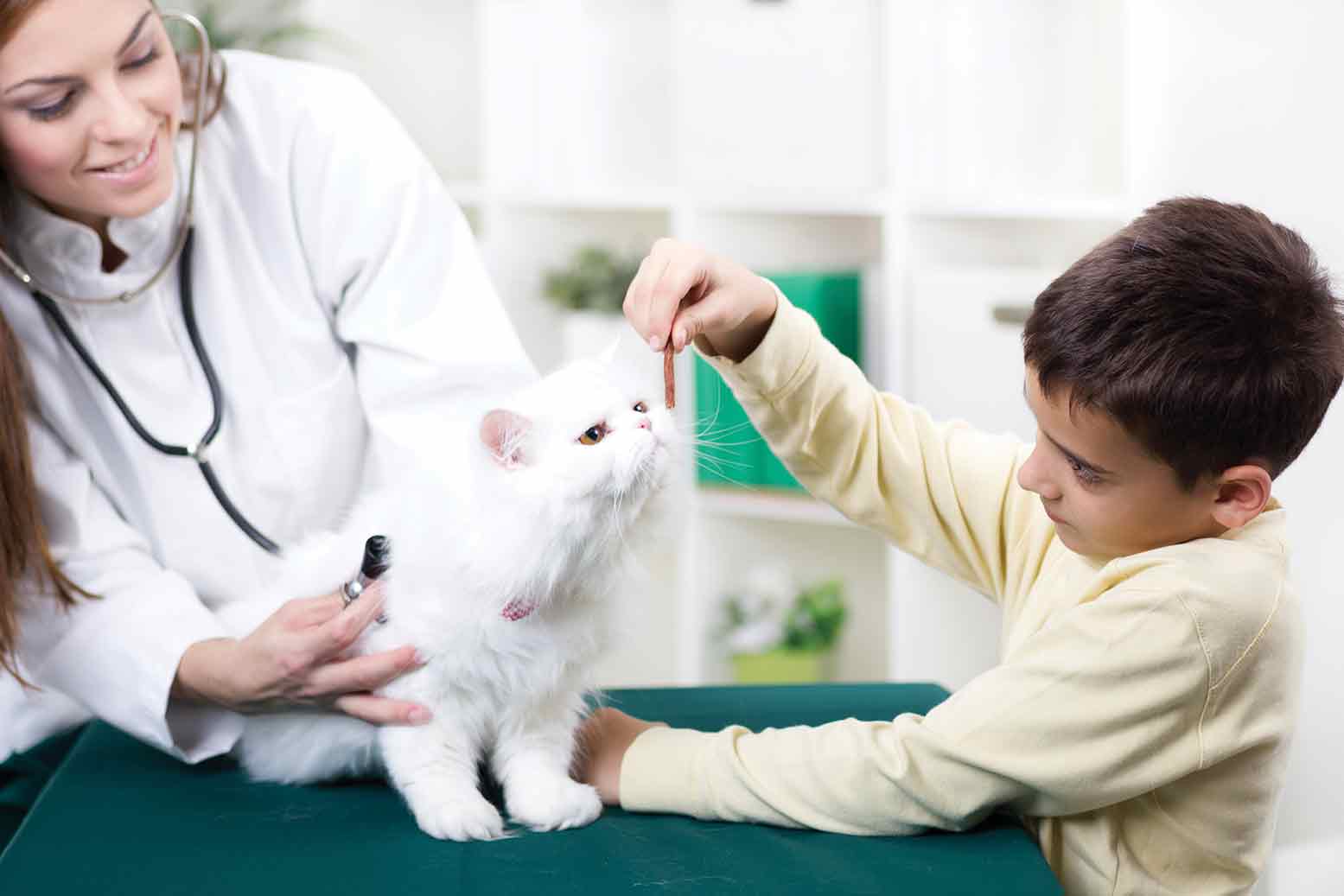 Reasons to Consider Electrosurgery for Pets
