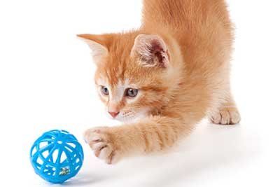 Tips for Keeping Your Indoor cat Active
