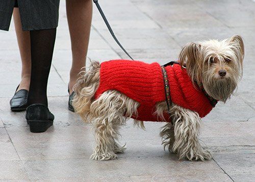 Holiday Poisons to Avoid for Pets
