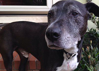 Your Elderly Dog's Health: Considerations for Care
