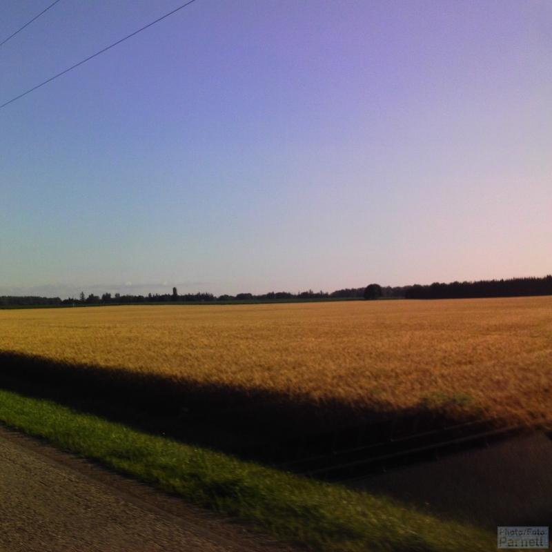 Ausgereiftes Getreidefeld entlang einer Landstraße in Ost Kanada mit Waldgebiet in der Ferne.