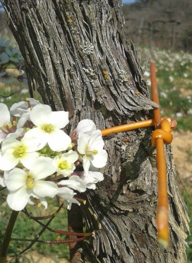 Una vite a San Pierino con la legatura appena fatta con salici rossi. In primo piano un fiore di rapacino bianco, erba spontanea dei nostri vigneti in primavera.
