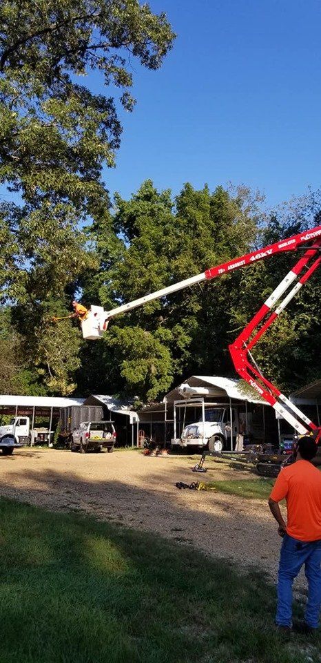 A tree trimming service is using a lift to work on a tree. A worker in an orange shirt watches. Buildings in the background.