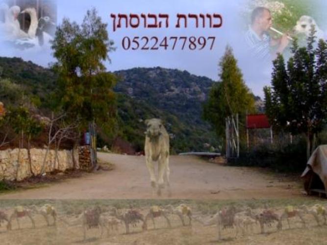 אתר כוורת הבוסתן אתר כוורת הבוסתן