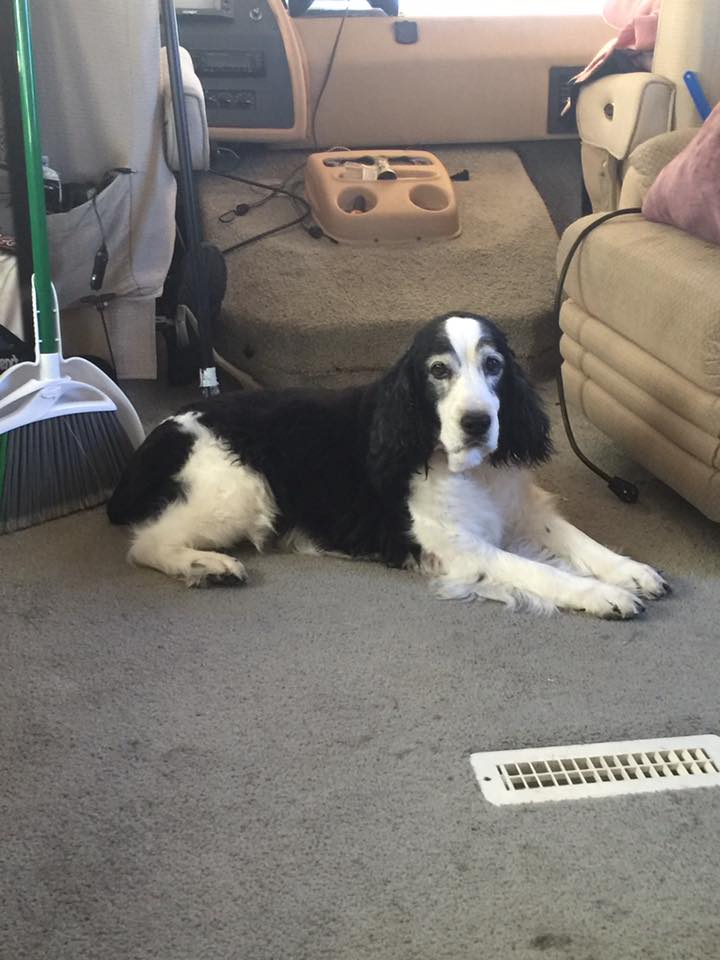 Grooming School — Dog with Cleaning Material in Oklahoma City, OK