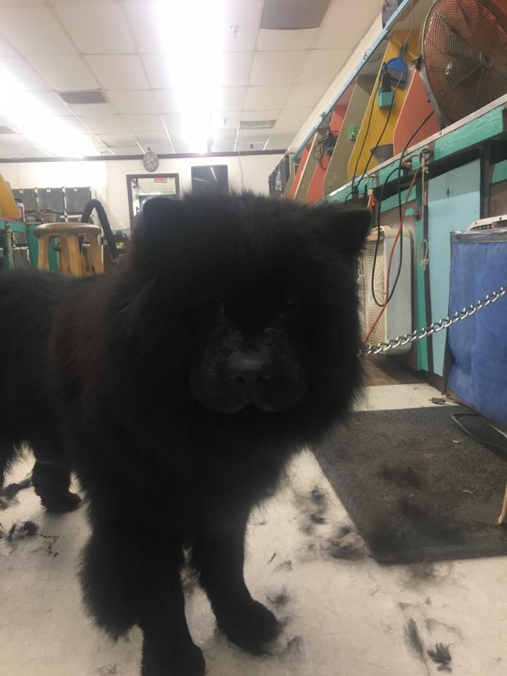 Grooming Certification — Black Dog in Oklahoma City, OK Grooming Certification — Black Dog in Oklahoma City, OK