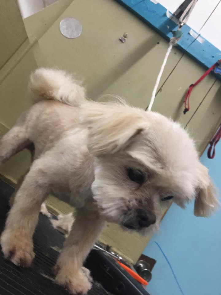 Learn to Groom — White Little Dog in Oklahoma City, OK Learn to Groom — White Little Dog in Oklahoma City, OK