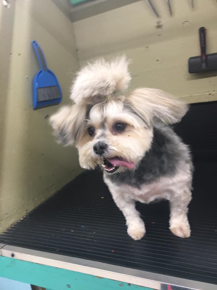 Grooming Jobs — White Dog in the Table in Oklahoma City, OK Grooming Jobs — White Dog in the Table in Oklahoma City, OK