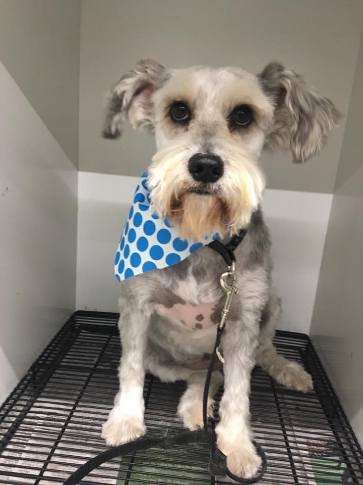Groom — Dog with Blue Towel in Oklahoma City, OK Groom — Dog with Blue Towel in Oklahoma City, OK