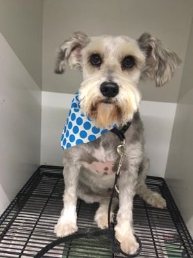 Grooming School — Dog with Cleaning Material in Oklahoma City, OK