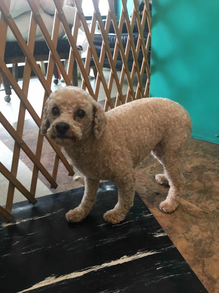 Dog Grooming — Cutting the Hair Dog in Oklahoma City, OK Dog Grooming — Cutting the Hair Dog in Oklahoma City, OK