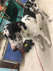 Groom Training — Dalmatian Dog Breed in Oklahoma City, OK Groom Training — Dalmatian Dog Breed in Oklahoma City, OK
