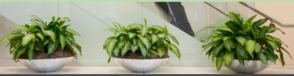 For further information call us at Premier Plants today on 01993 812 338 For further information call us at Premier Plants today on 01993 812 338
