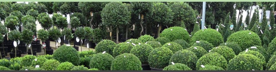 stock plants awaiting to be used for plant displays