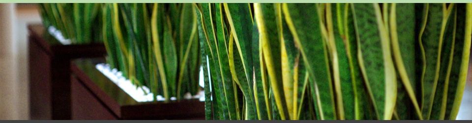 For further information call us at Premier Plants today on 01993 812 338