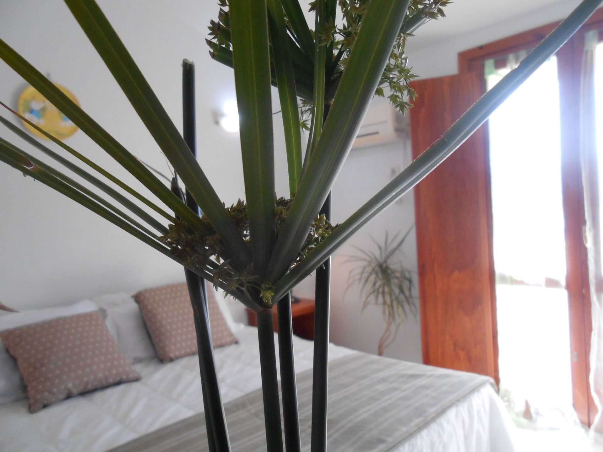 plants
