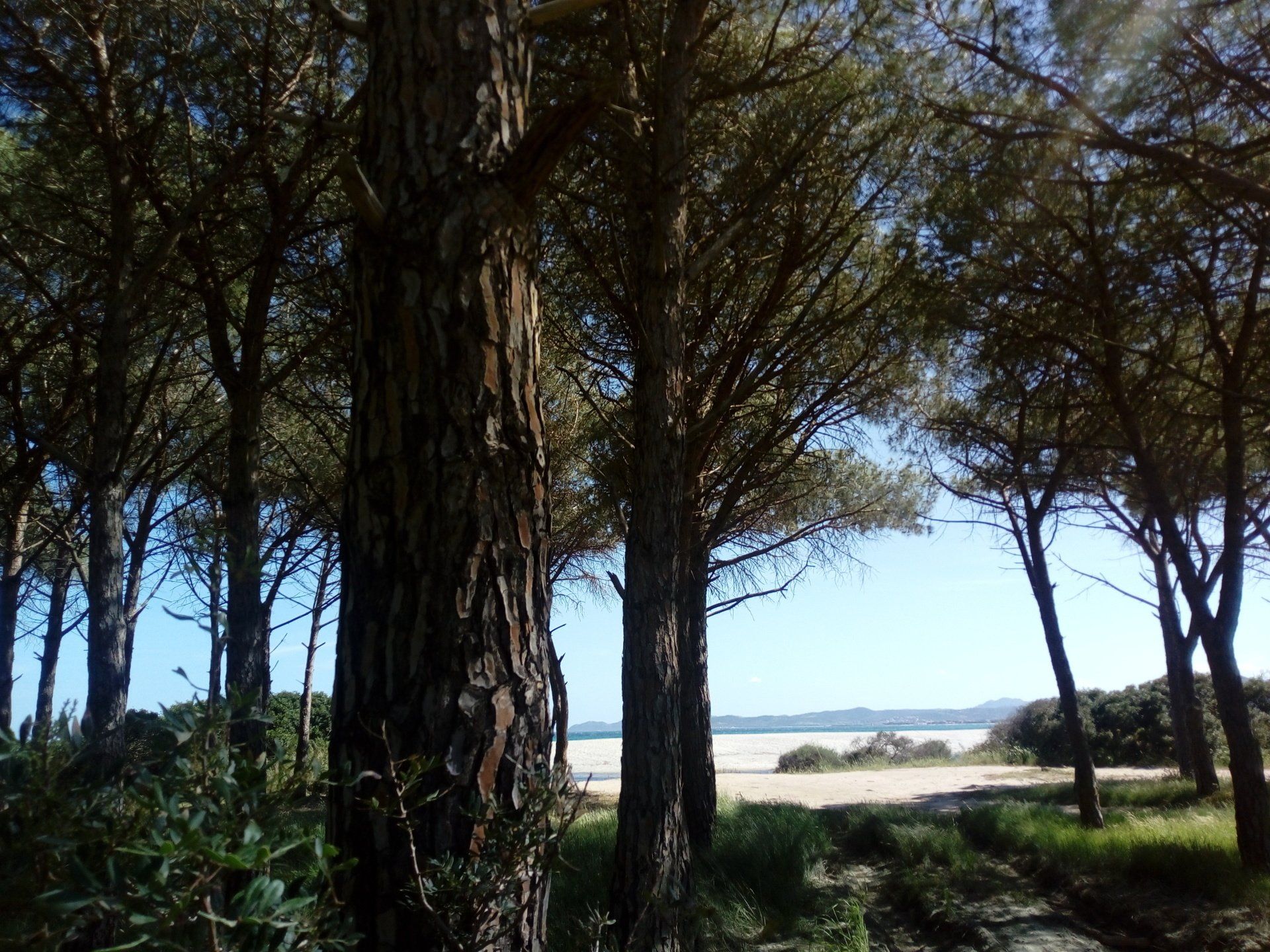 beach with trees