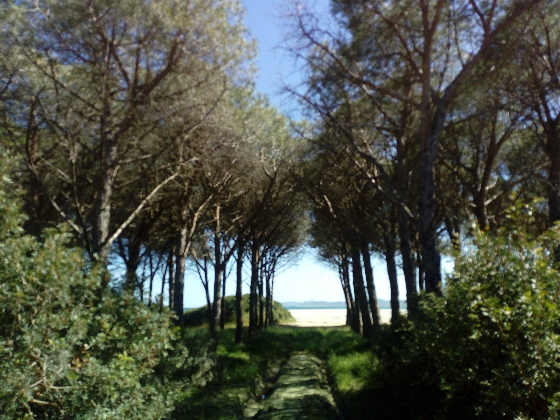 tree-lined path