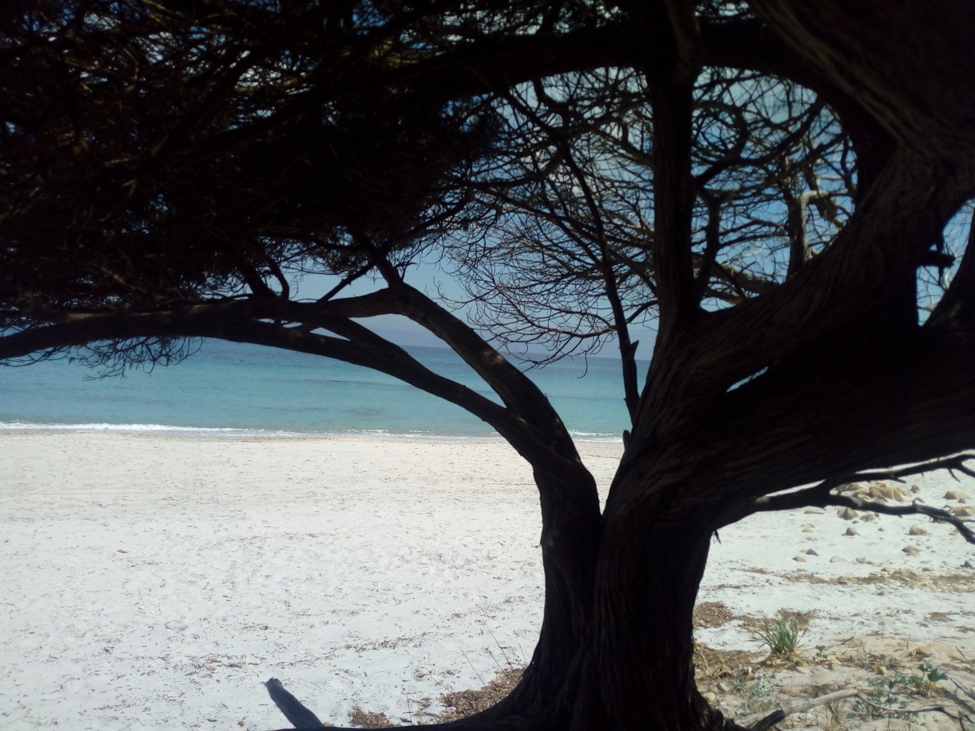 tree near the water